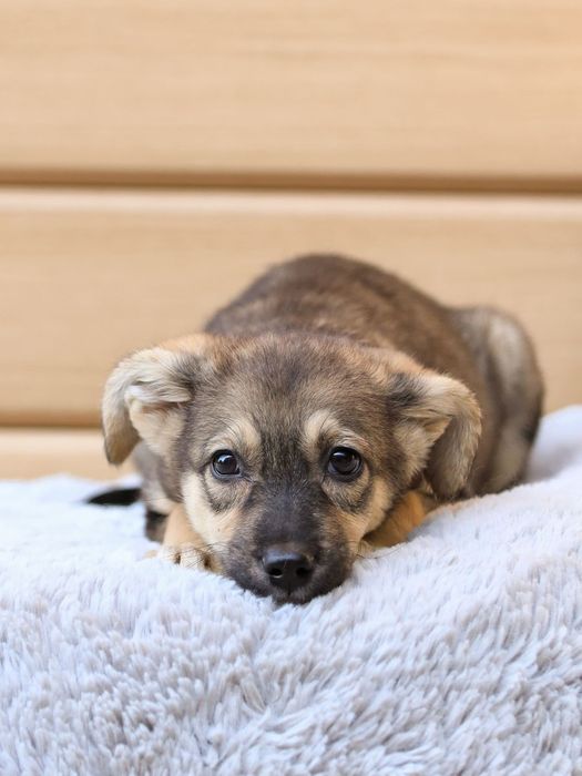 В поиске любящей семьи маленькая девочка-щенок!