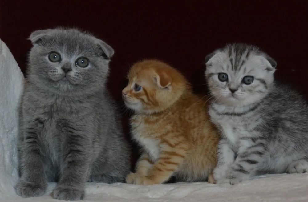 Вислоухие Котята