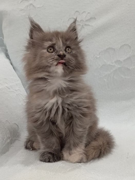 Продаются котёнок мейн кун.