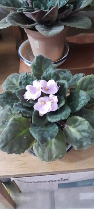 Комнатные цветочки