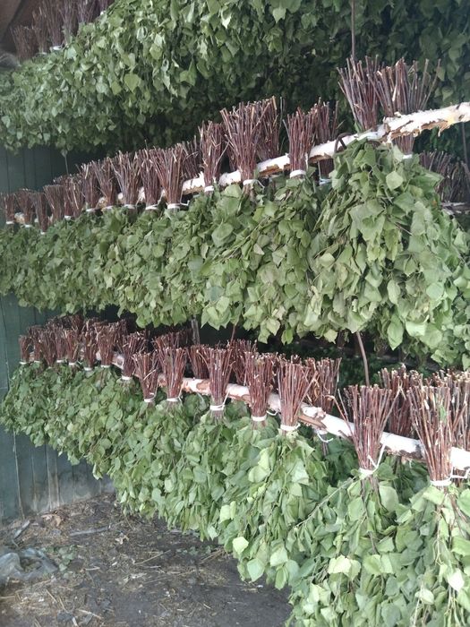 Продам банные берёзовые веники