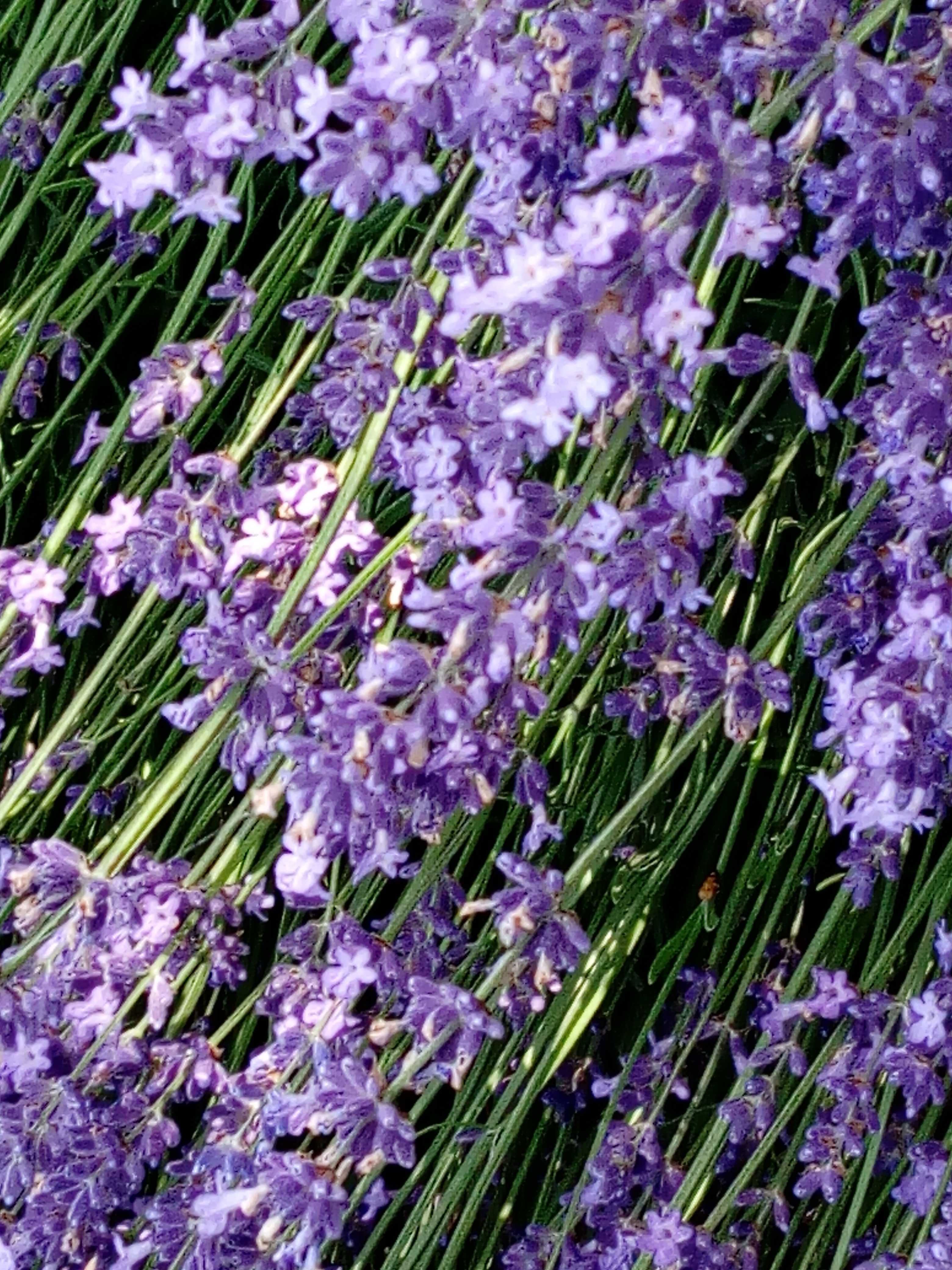 Tufe LaVanda VERA Provance BIO  soi Alimentar,Medicinal si Cosmetic RO