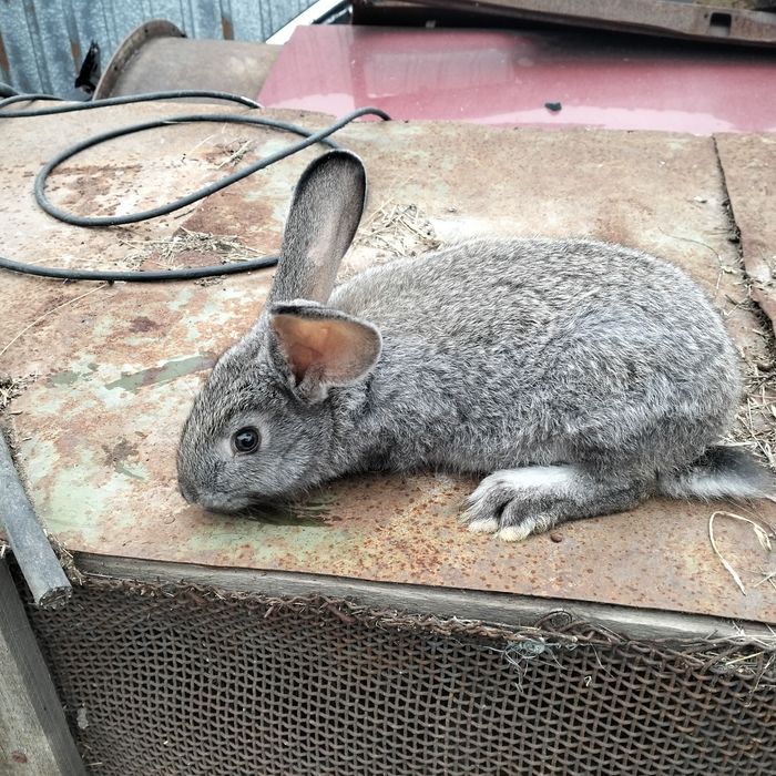 Продам крольчат порода великан