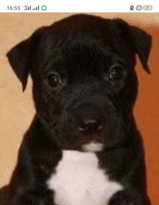 Отдам щенка помесь питбуль лабрадор