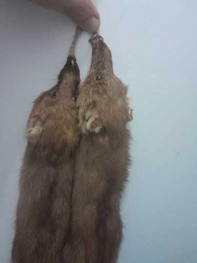 piei de dihor  doua bucati