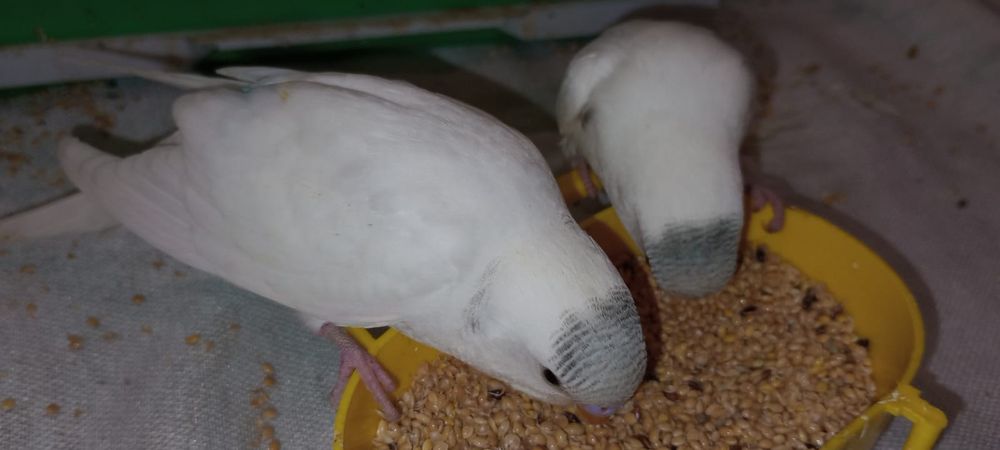 Ръчно хранени вълнисти папагалчета.