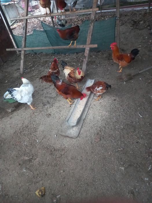 Cocoși de casă, tineri