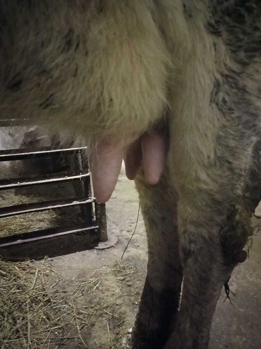 Vând vacă bălțată