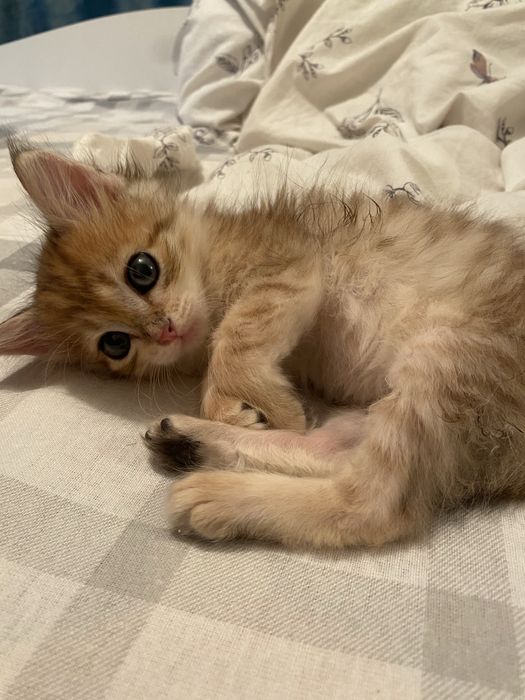 Отдадим котенка в хорошие руки ,мальчик