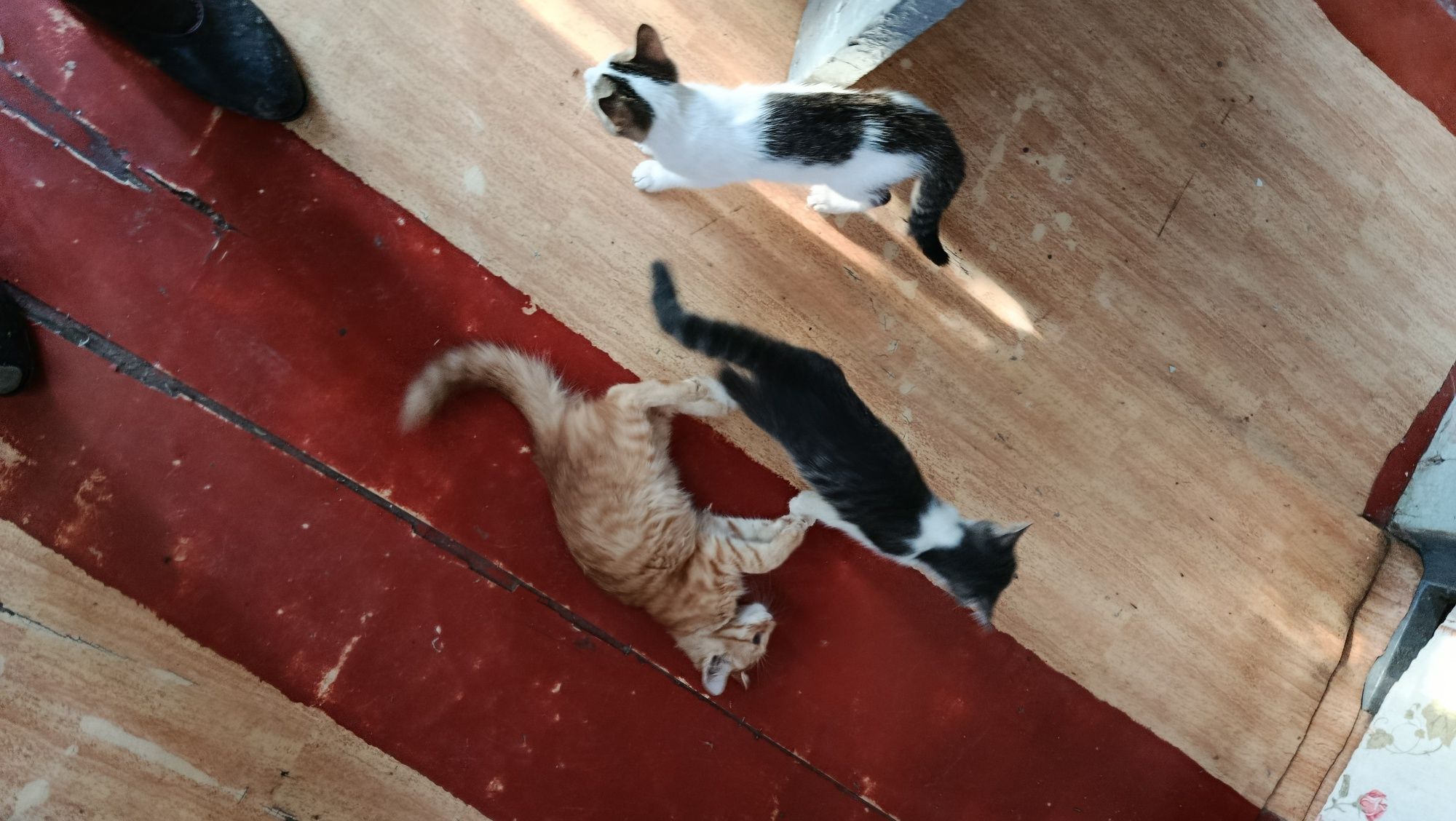 Котята в 4 мальчика и 1 девочка