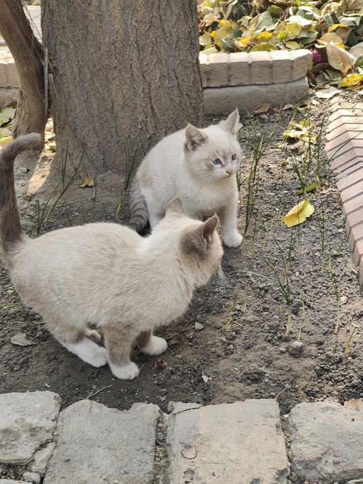 Продаются котята сиамские и страйт