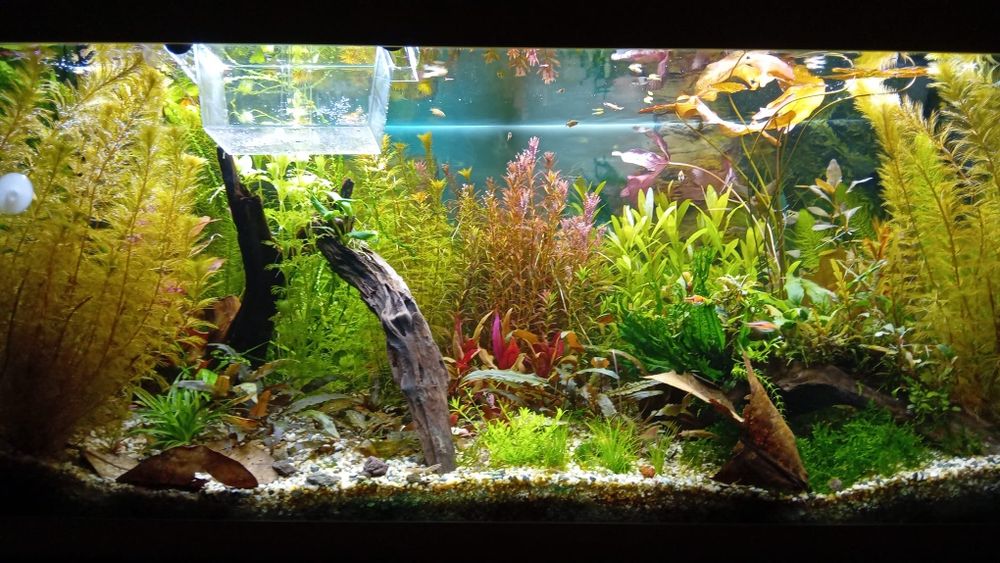 Plante acvariu Constanța