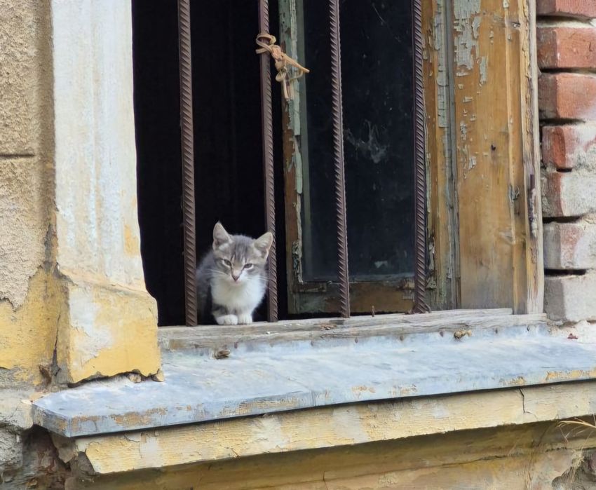 Se doneaza 5 pui de pisica adorabili care isi cauta stapan