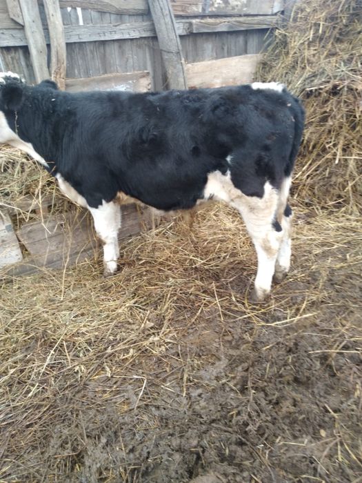 Бука сатылады