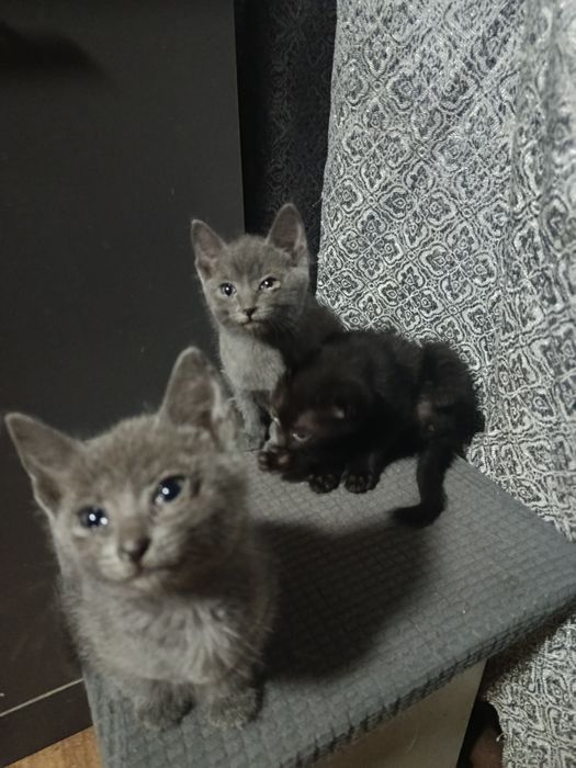 Пушистики в добрые руки