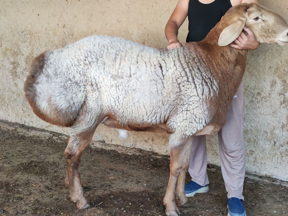 Кучкор сотилади 4тишга утган