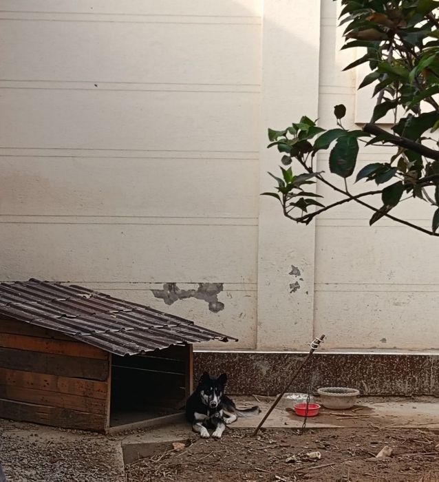 Xaski sotiladi 8 oylik