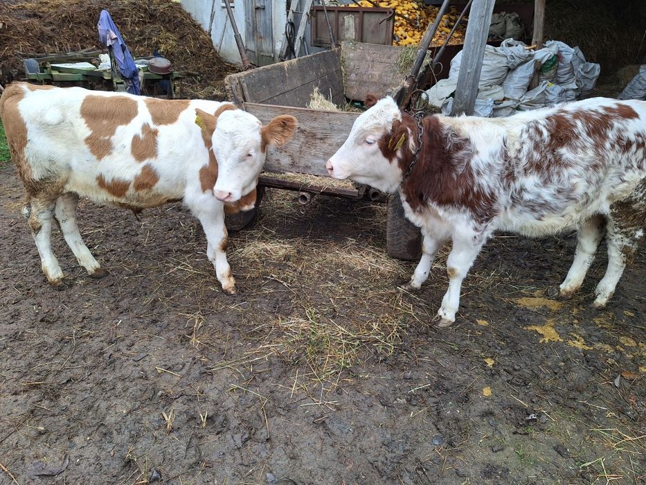 Vînd viței înțărcați