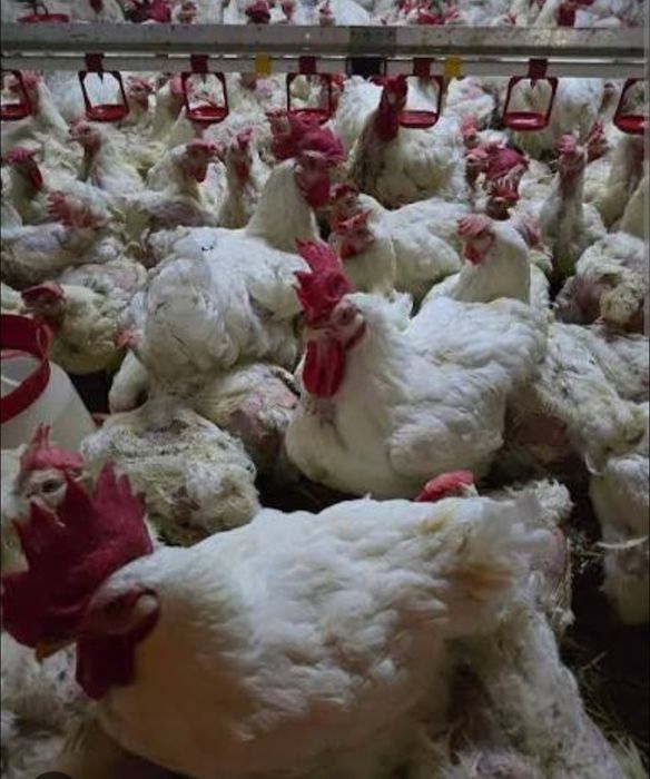 Vând gaini de carne și de oua