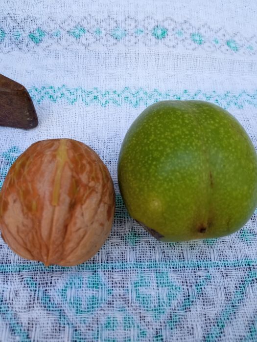 Nuci în coajă verde super calitate