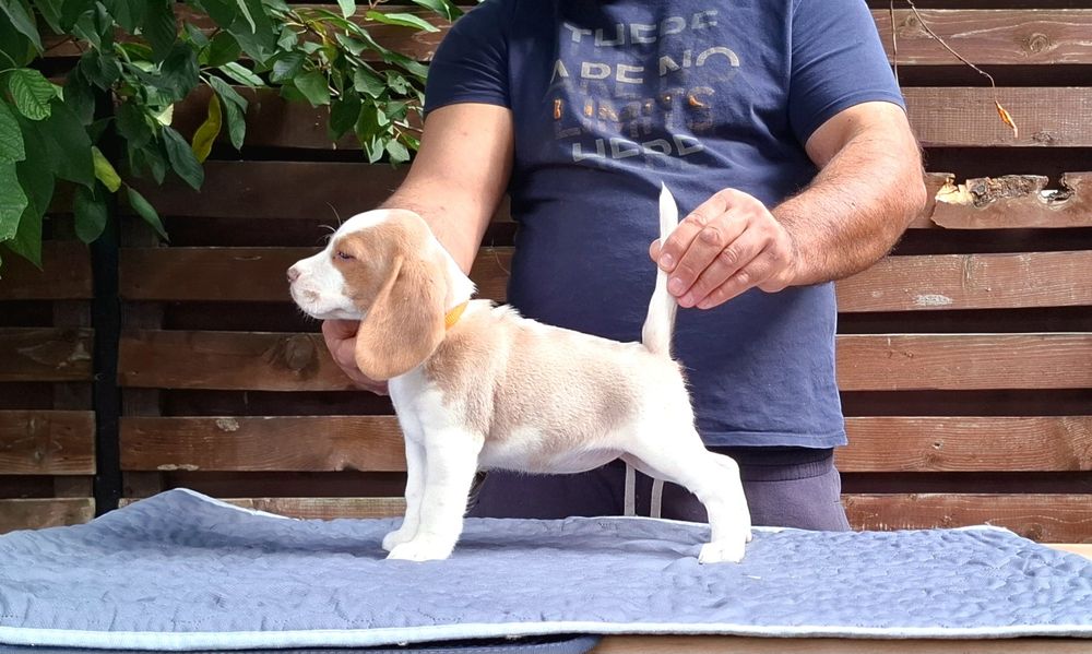 Fetiță beagle bicolora