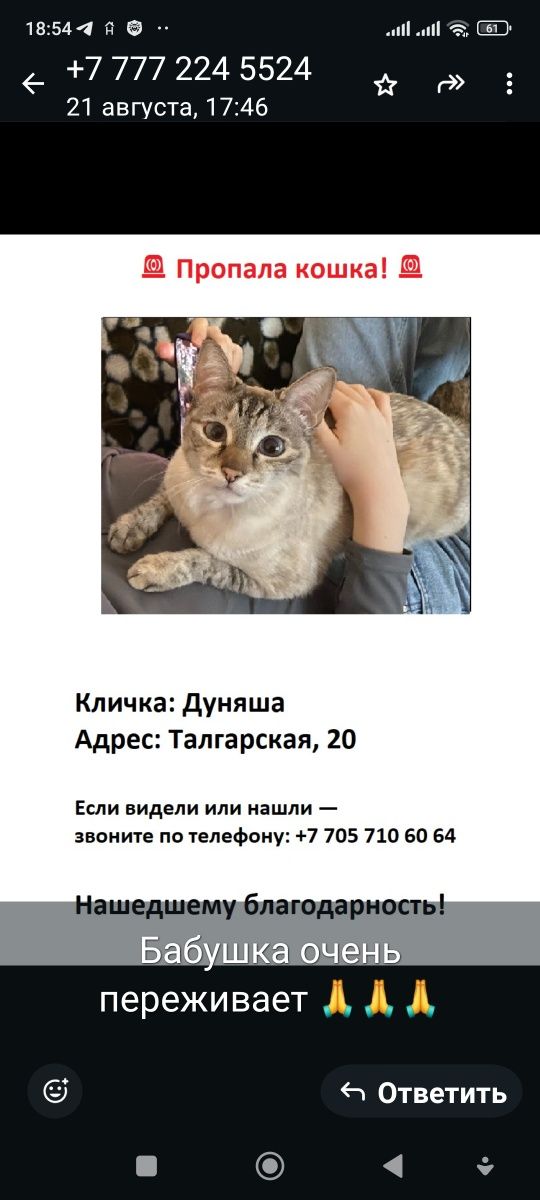 Пропала кошка Дуня, Дача ПКСТ Талгарское,это дача,конец Талгара