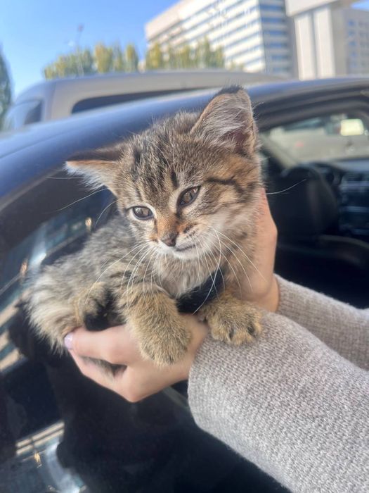 срочно отдам котенка бесплатно в добрые руки