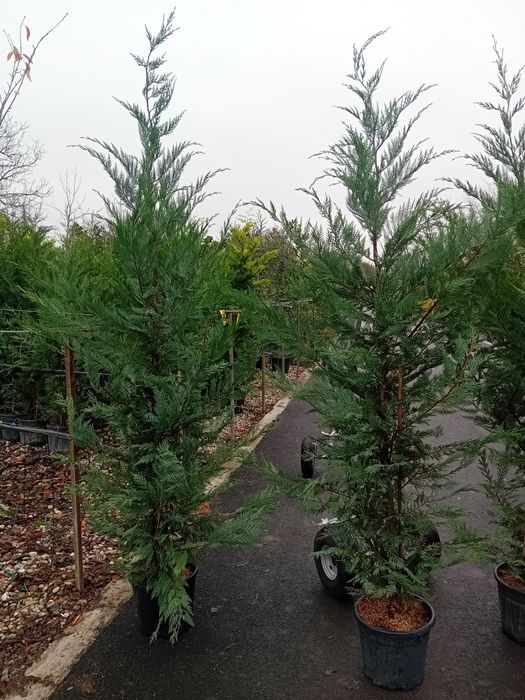 Vând chiparos cupresus leylandi diferite dimensiuni