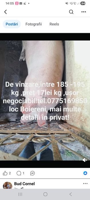 Porc de vânzare ,zona Tg Lăpuș