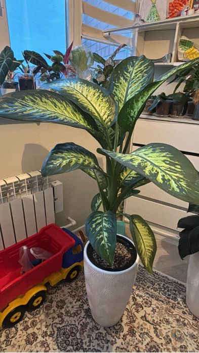 Диффенбахия тропик сноу