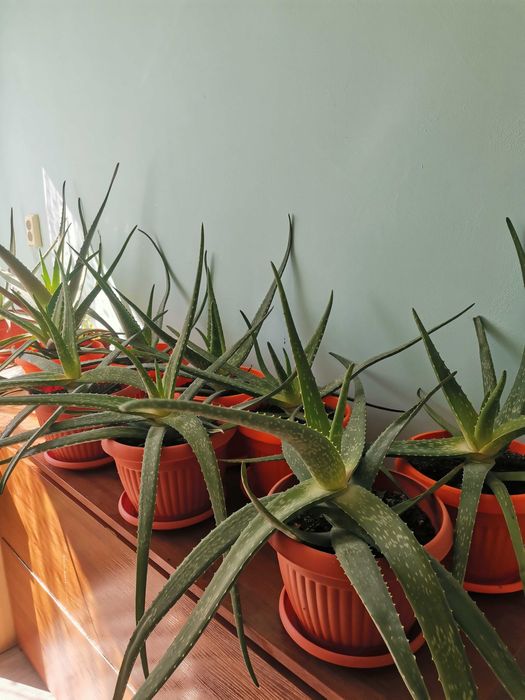 Алое вера лечебно