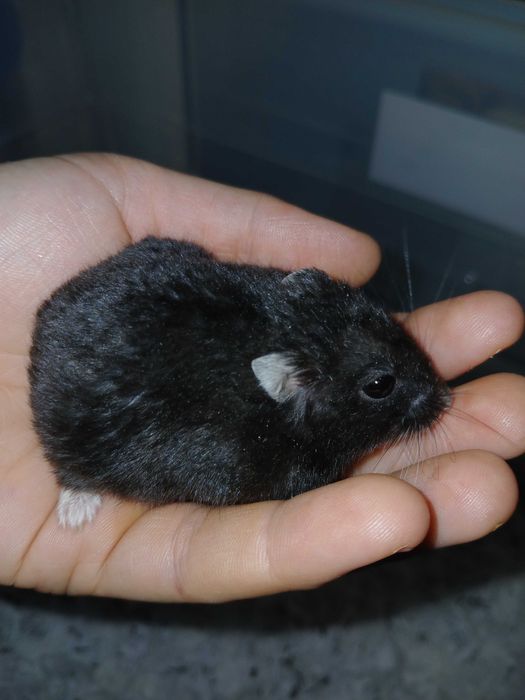 Hamsteri de vanzare.