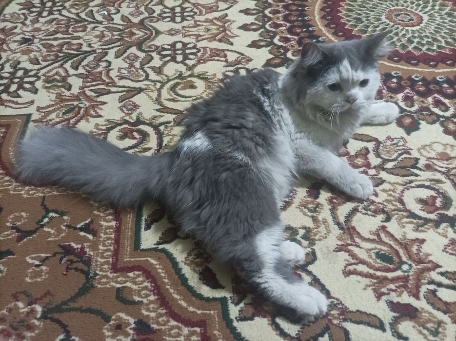 Zotdor mushuk Skottish strayt yoki britaniya uzunyunlihi