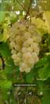Struguri de vin de  vanzare livrare la domiciliu