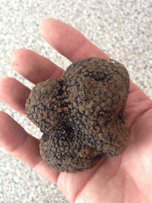 Trufe negre. proaspete,