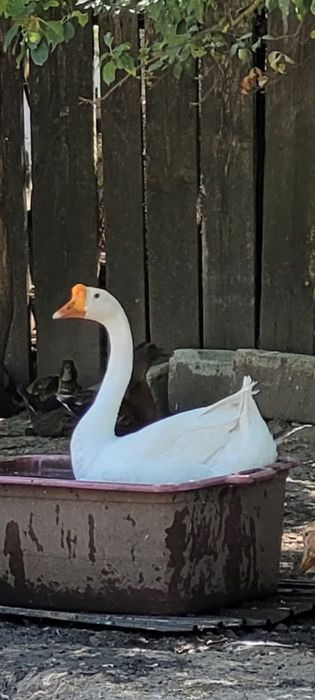 Gascan chinezesc alb rasa pura 2024 / gaste chinezesti