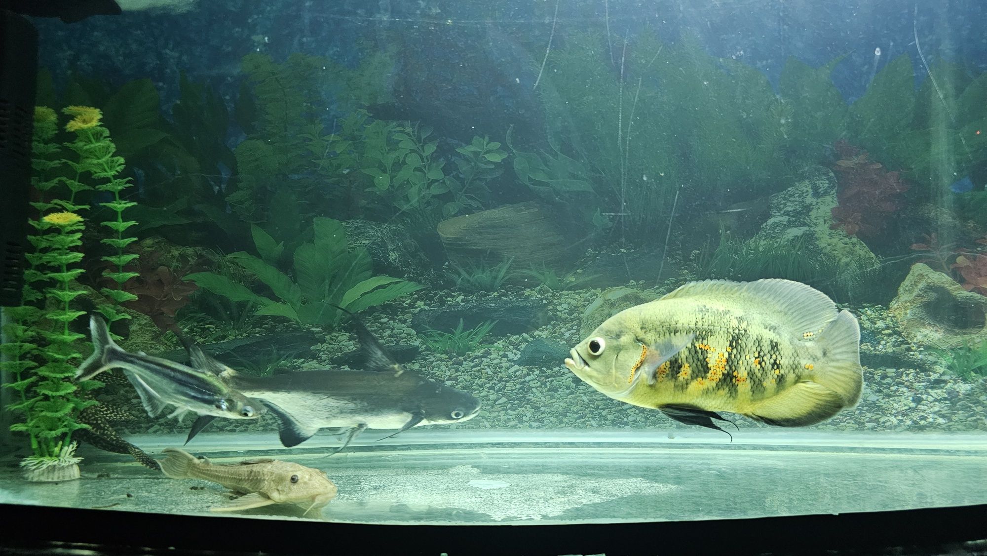 Akvarium baliqlari