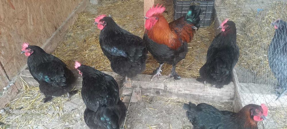 Oua pt incubat rasa maranas