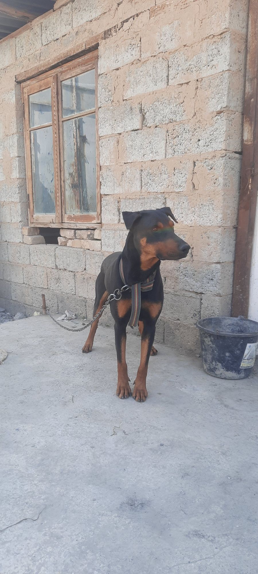 Doberman_doberman