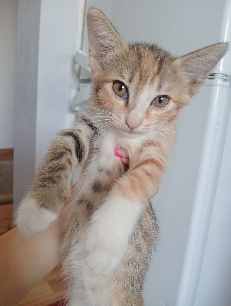 Отдам котят  в хорошие руки, могу привезти.