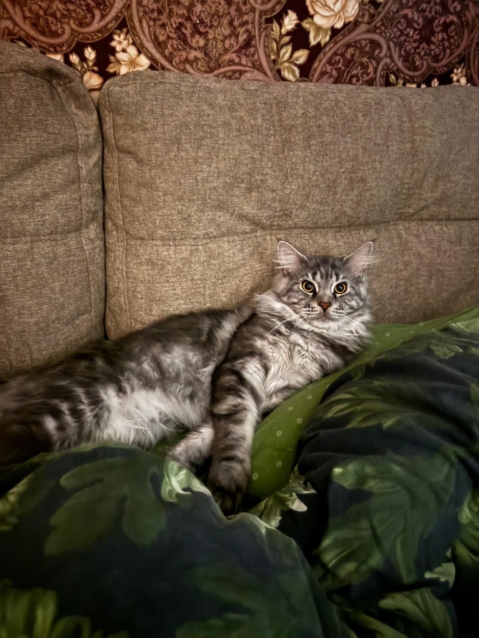 СРОЧНО Продаётся кот мейн кун