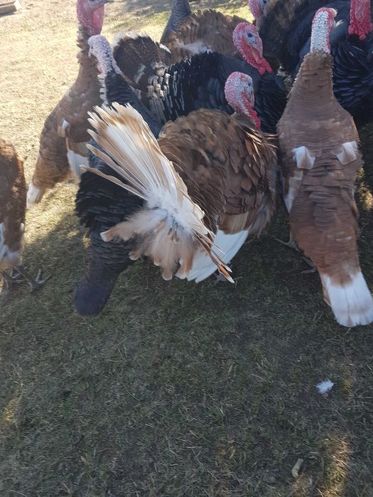 Продавам свободно гледани пуйки