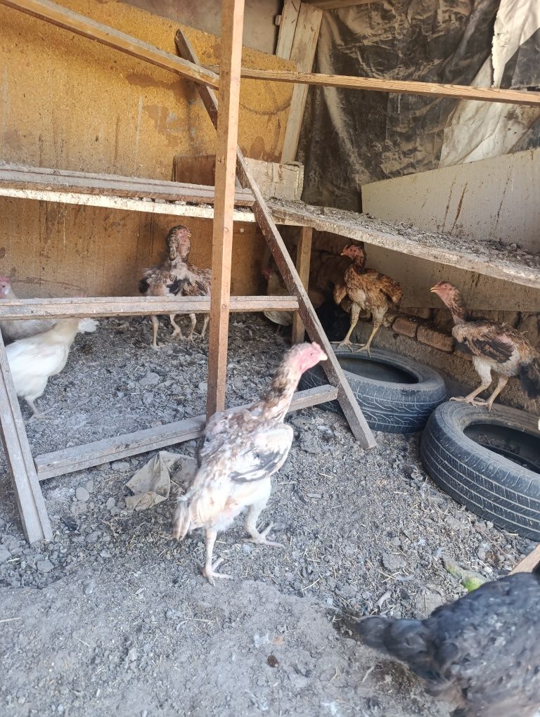 Sotuvda dakan xashaki jojala va tovuqla