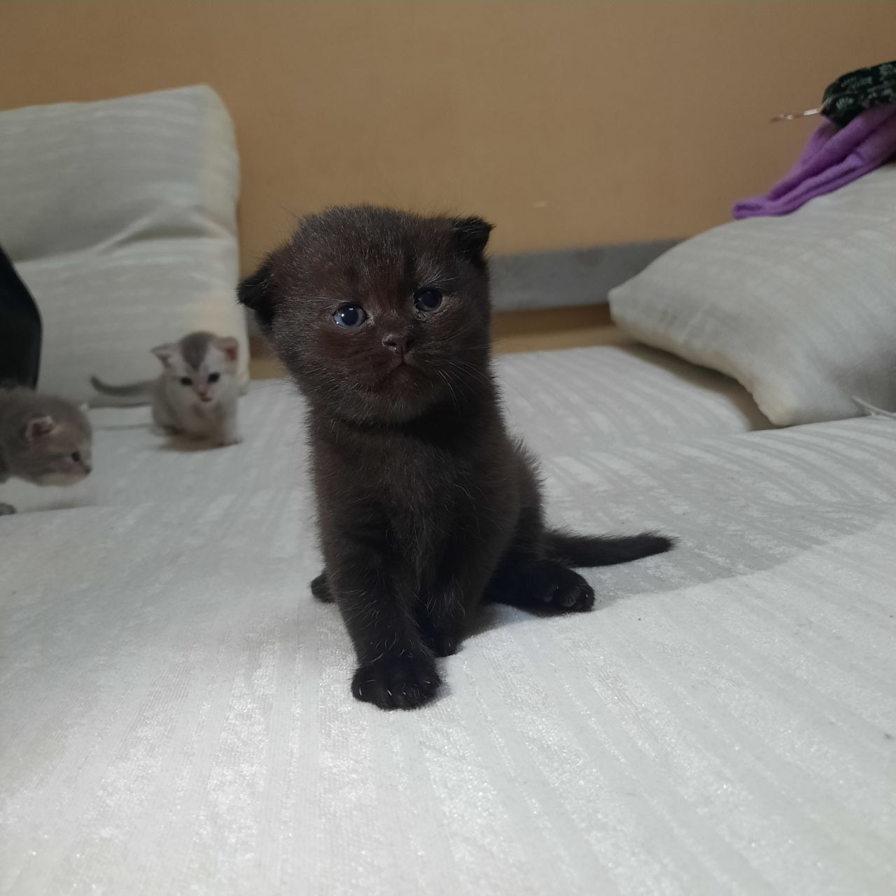 Соталди мушукчалар