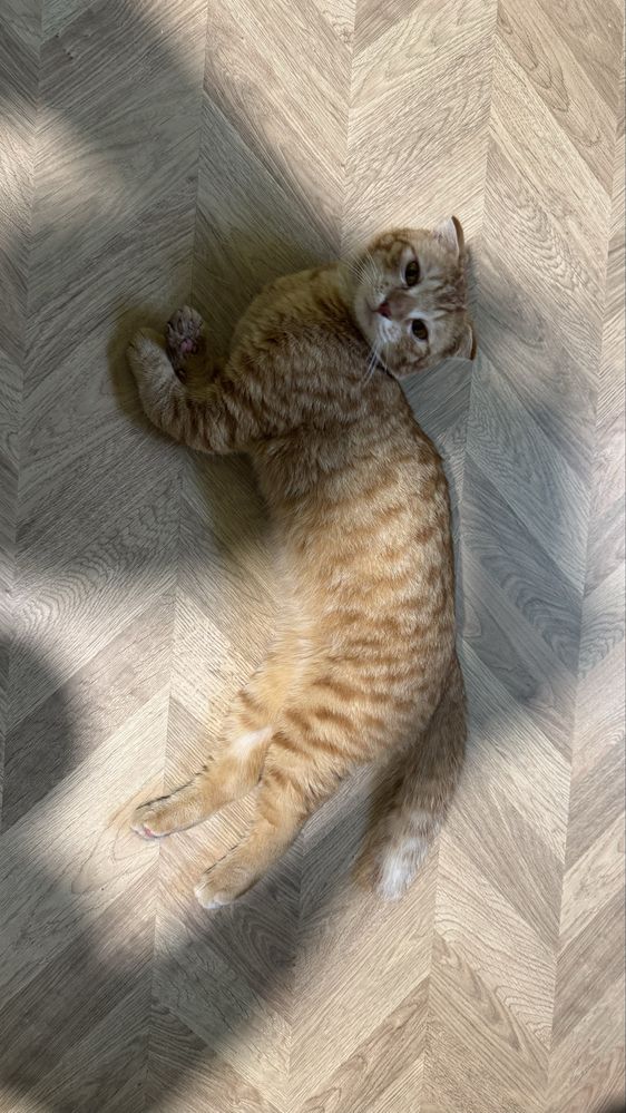 Особенный котенок ищет любящий дом