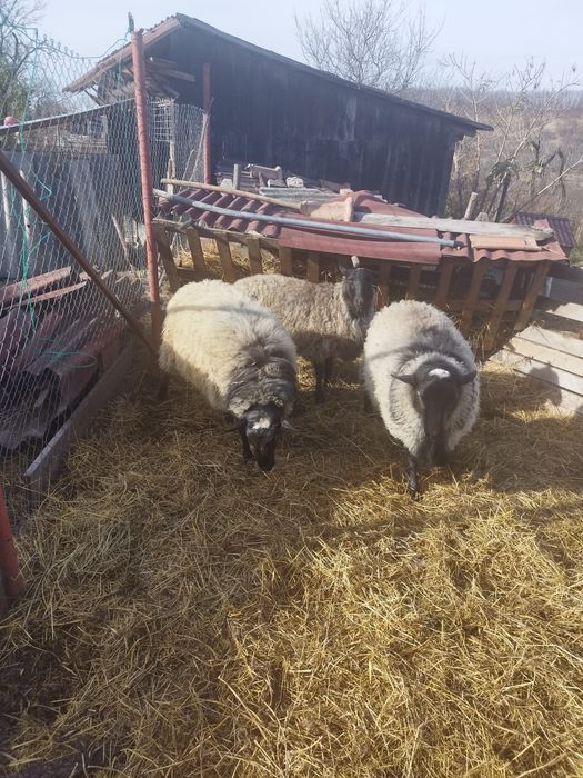 Vând berbeci romanov