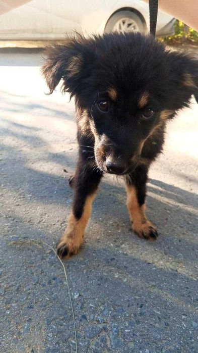 Подкинули щенка (девочка). Срочно нужен дом!