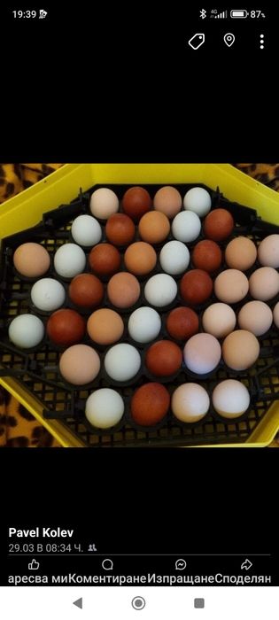 Инкубатори автоматични полуавтоматични ръчни с влагомер ваничка темпер