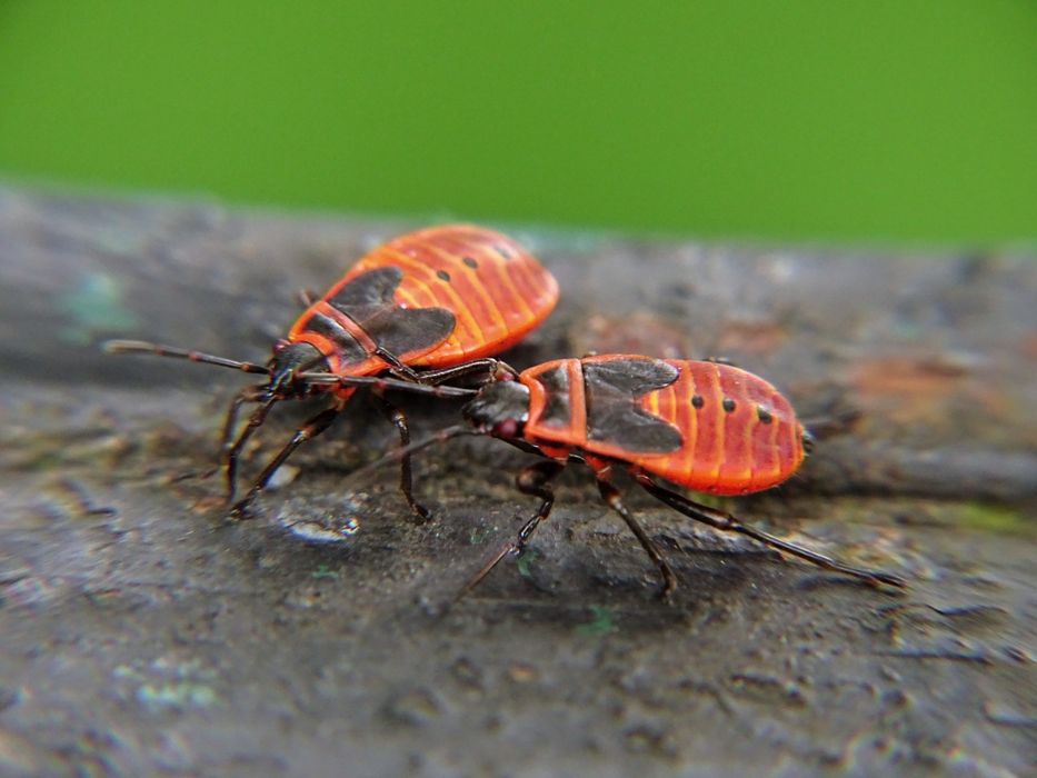 Фотоапарат Sony DSC-HX350