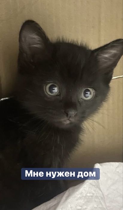 Отдадим 1-месячных котят в добрые руки